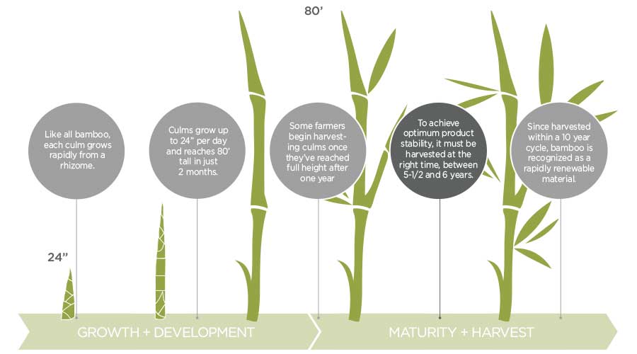 Bamboo How To Grow Credainatcon