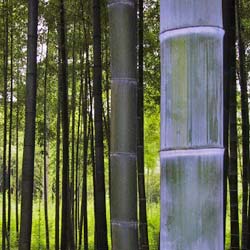 Optimum 5.5® Moso bamboo is a Teragren exclusive. Teragren bamboo is harvested at the right time, between 5-1/2 and 6 years.